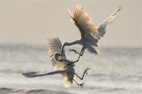 ONLINE Conflict Coaching: Transforming Tension into Opportunity image