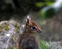 Tea and Talks: African Aviary image