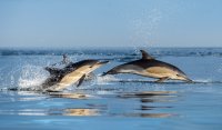 Webinar: Preparing for Emerging Risks Along Our Coast image