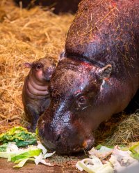Tea and Talks: Hippos and Hogs image