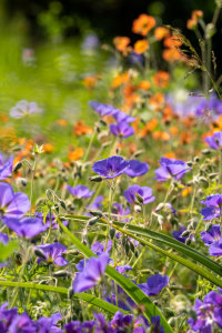 Sommerstauder i haven image