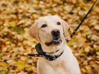 Nature Dog 2 image