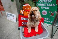 Cockapoo Cafe Christmas - Birmingham image