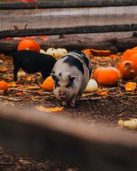 Halloween Farm Fun Day: A School's-Out Adventure! image