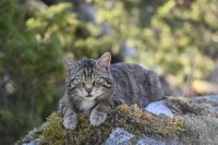 Saving Wildcats Sponsors’ Day image
