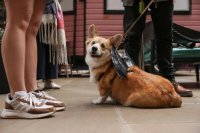 Corgi Cafe Halloween - Manchester image