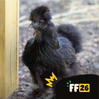 Growhampton: Meet our Campus Chickens image