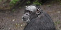 Animal Happy Hours: Apéritifs and Apes image