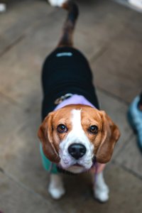 Beagle Cafe Halloween - Manchester image