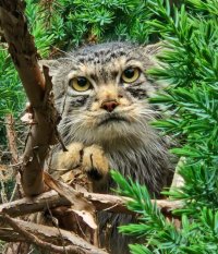 Tea and Talks: Pallas’s Cats and Scottish Wildcats image