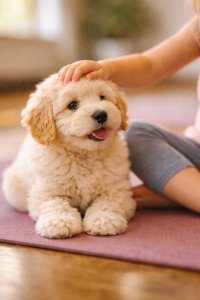 Pawty Yoga | Puppy Yoga in Memorial — June 27 image