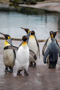 Early Access Tours: Penguins and Festive Fun image