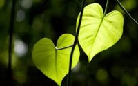 Embodied Peace: Working with Grief in communities image