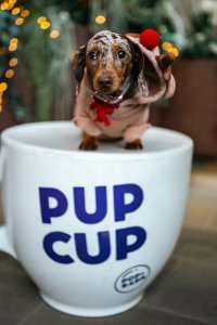 Dachshund Cafe Christmas - Durham image