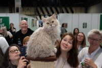 Birmingham 2026 - The Cat Show Live image