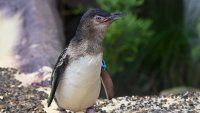 Penguin Encounter image