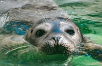 Harbor Seal Pup Release image