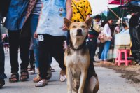 City Dog 2 image