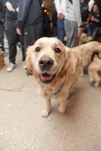 Golden Retriever Cafe - Derby image