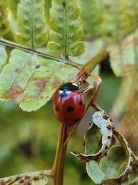 Homeschool Science in Nature: Bugging out image