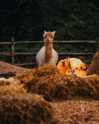 Friendsgiving Farm Day: Gratitude, Animals & Autumn Fun! image