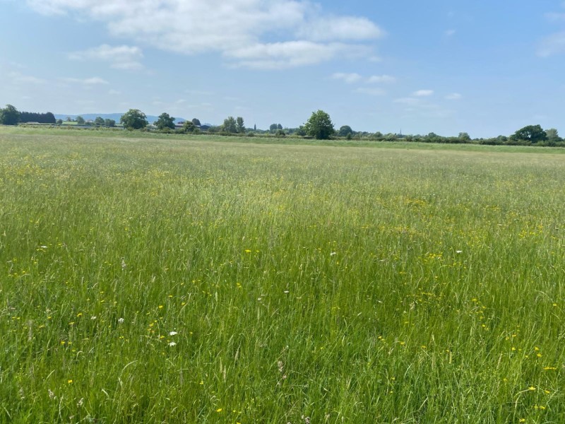 Select tickets – Barn Owl Farm Walk at Frampton Court Estate – The Wool ...