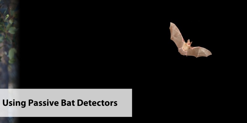 Get a free ticket – 1h Workshop: Using passive bat detectors (April ...