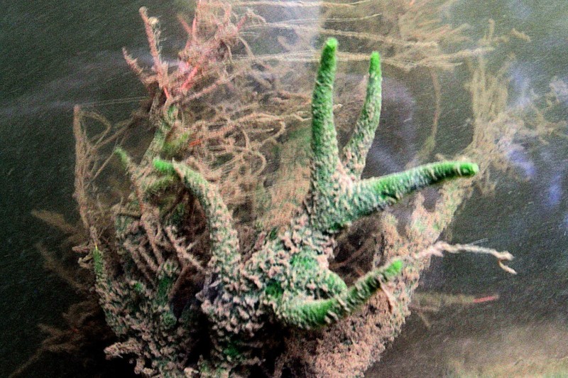 Select tickets – Freshwater Sponges Webinar – Zoom