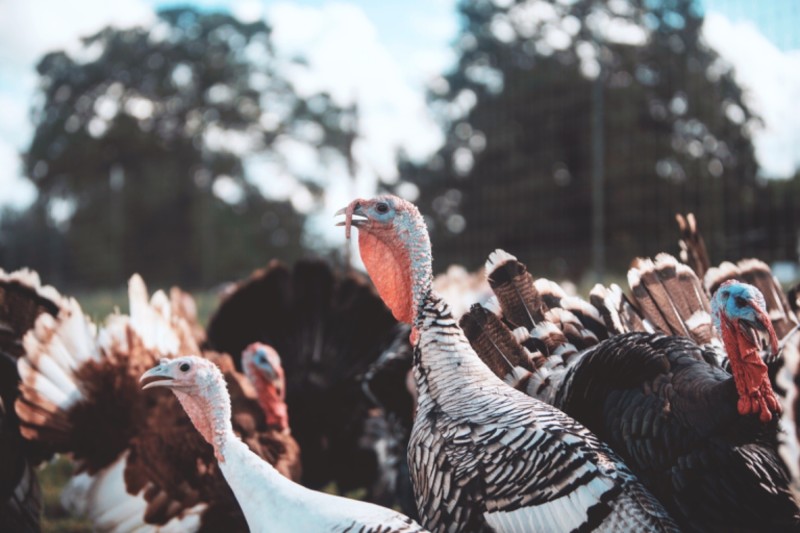 Buy tickets – Thanksgiving Turkey Harvest I – ROAM Ranch