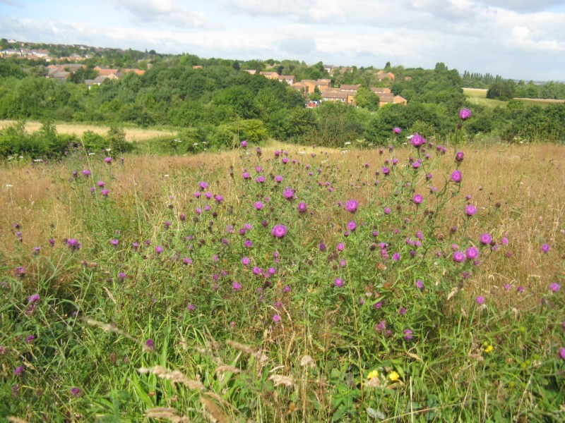 Select tickets – Volunteer Work Morning: Carbrook Ravine – Carbrook ...