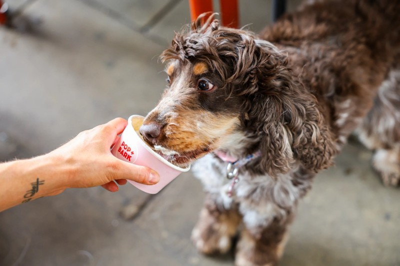 BUY TICKETS NOW – Cocker Spaniel Cafe - London – The Happenstance