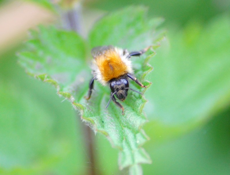 Select tickets – Intermediate-level BeeWalk bumblebee identification ...