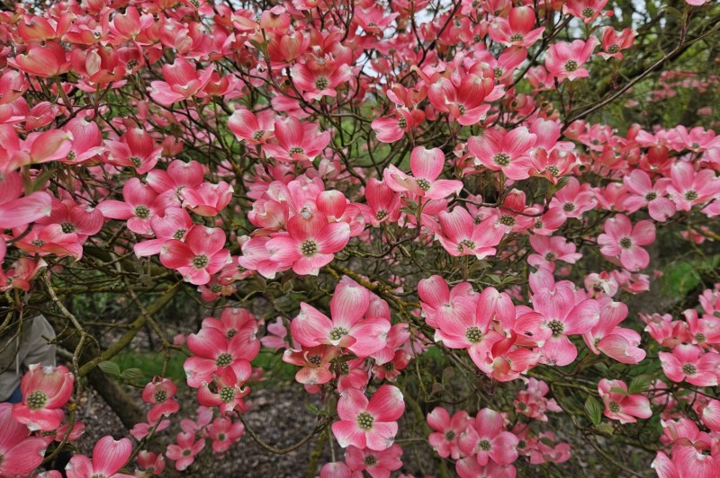 Select tickets – IDS Trees and Shrubs Online: The Diversity of Dogwoods ...