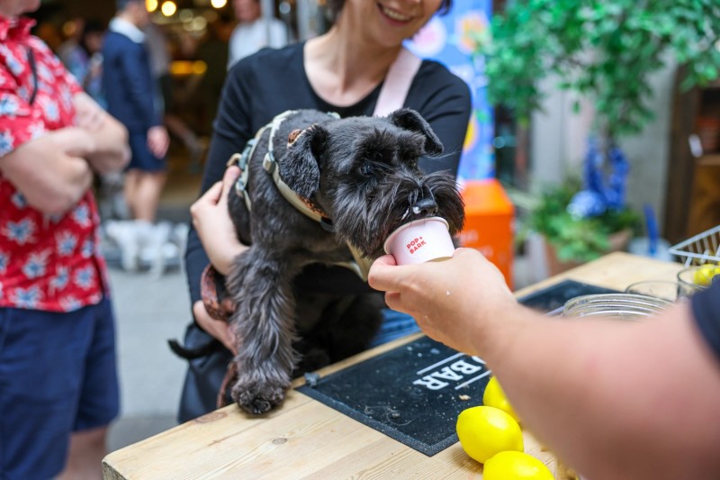 BUY TICKETS NOW – Schnauzer Cafe - London – The Happenstance