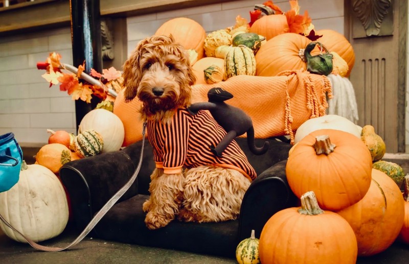 Select tickets – Cockapoo Cafe™ Halloween - Southampton – Revolucion de ...