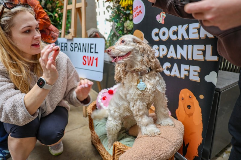 BUY TICKETS NOW – Cocker Spaniel Cafe - Norwich – The Lamb Inn