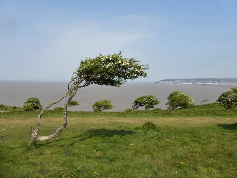 Register – Botanical Skills NI: The Hawthorns (Crataegus) of Britain ...