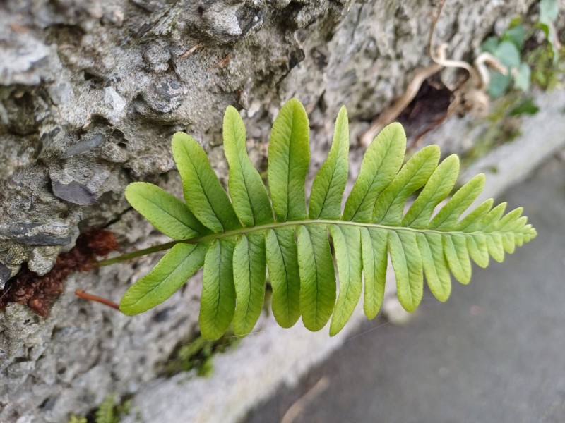 Fern Pointing Purchase your ticket here. – Training Workshop - Identifying Ferns for ...