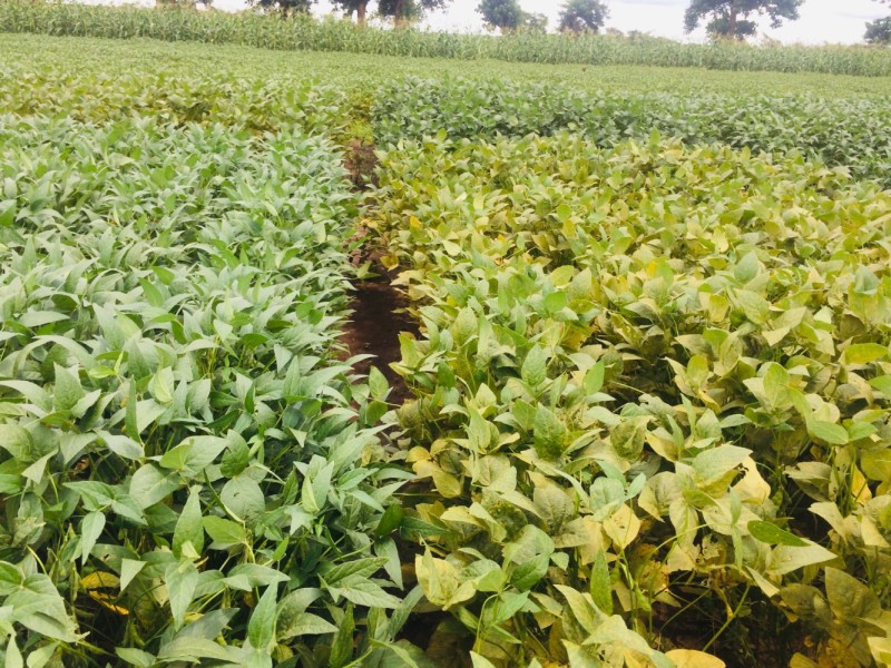 Register – Soybean rust awareness and effective management options ...