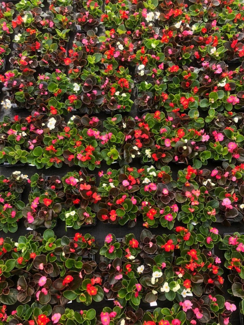 Join us at our April Hanging Basket Classes! – April Hanging Basket ...