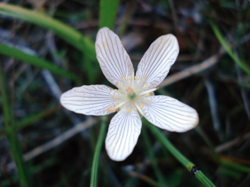 Select tickets – Fall Hike at Petrel Point Nature Reserve – Petrel