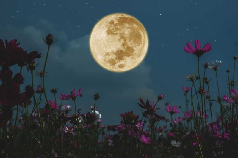 Buy tickets – Special Full Moon Yoga Flow with Christine Obiamalu