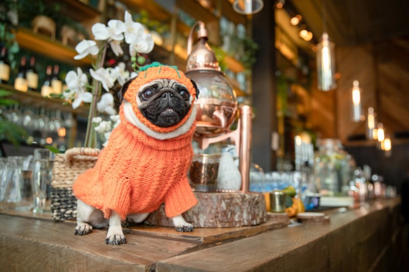 BUY TICKETS NOW – Pug Cafe - Birmingham – Slug and Lettuce