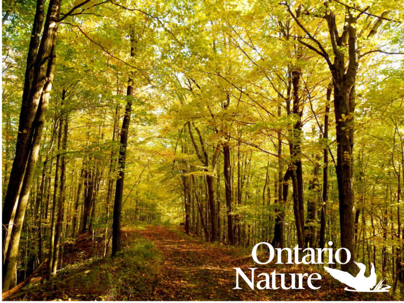 Select tickets – Planting Event at Cawthra Mulock Nature Reserve