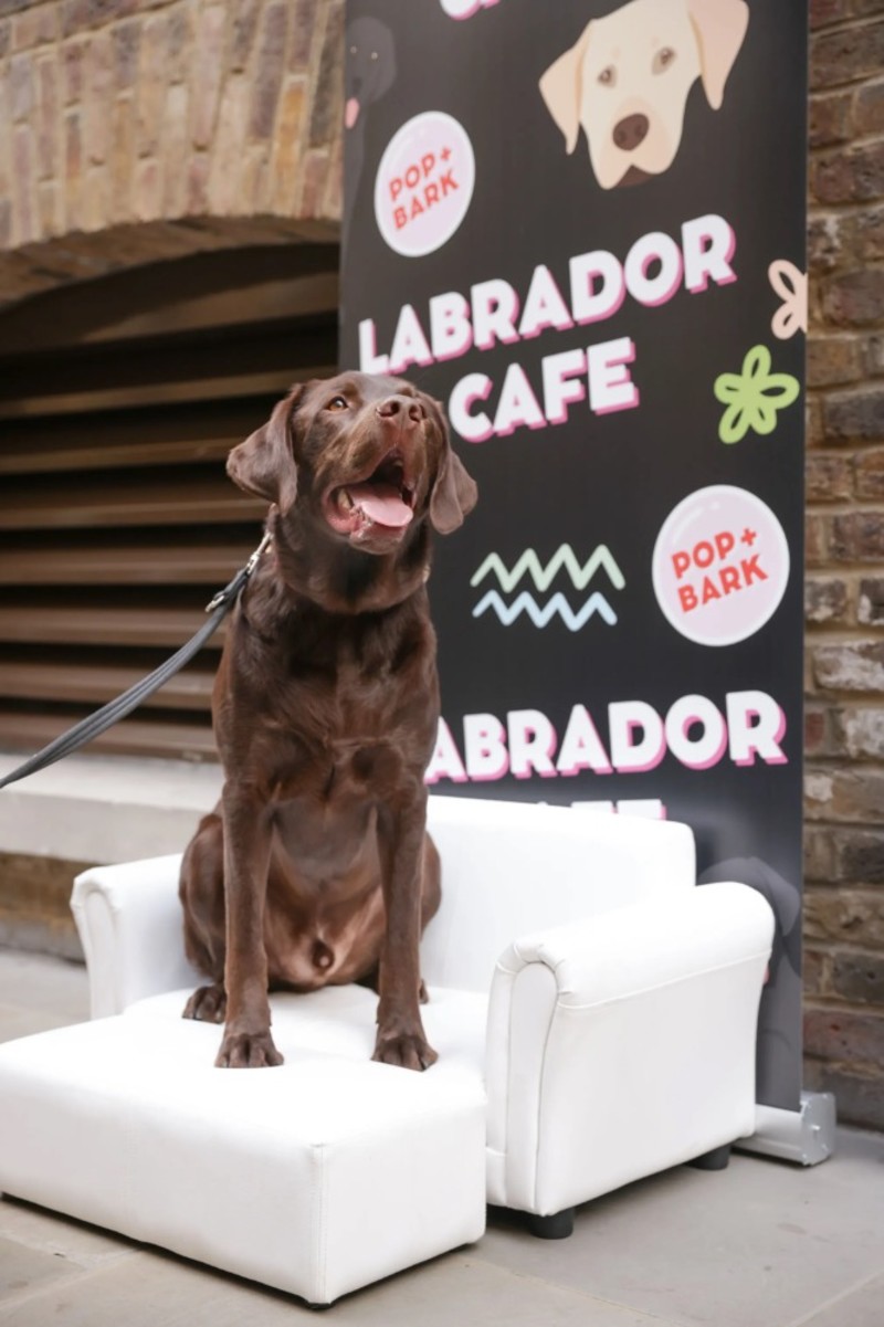 BUY TICKETS NOW – Labrador Cafe - Chester – Slug and Lettuce