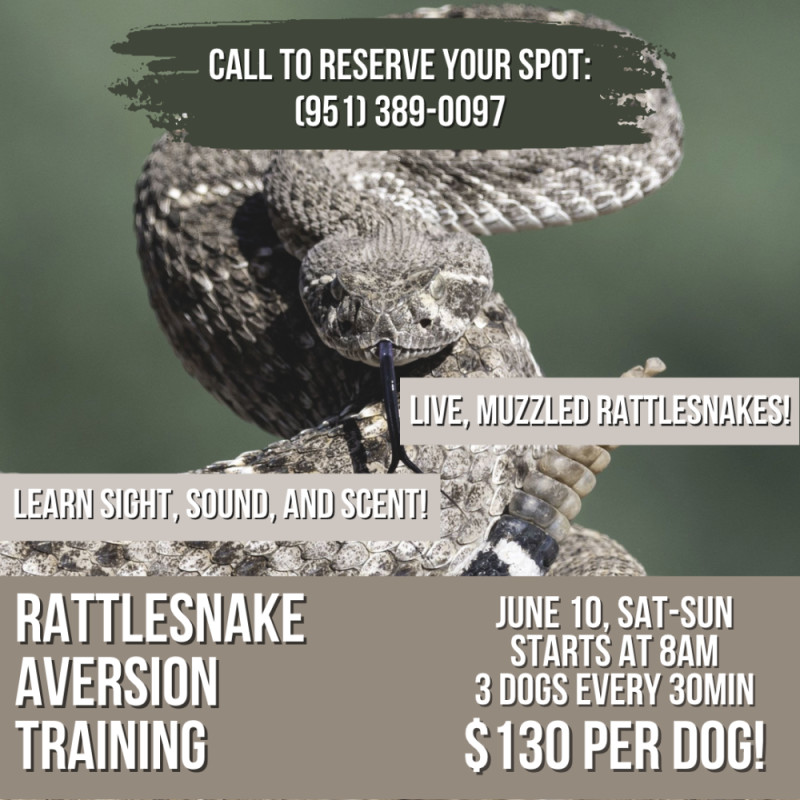 Epic Rattlesnake Buy Ticket – Rattlesnake Aversion Training – Epic Dog Academy
