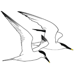 Sandwich Bay Bird Observatory Trust
