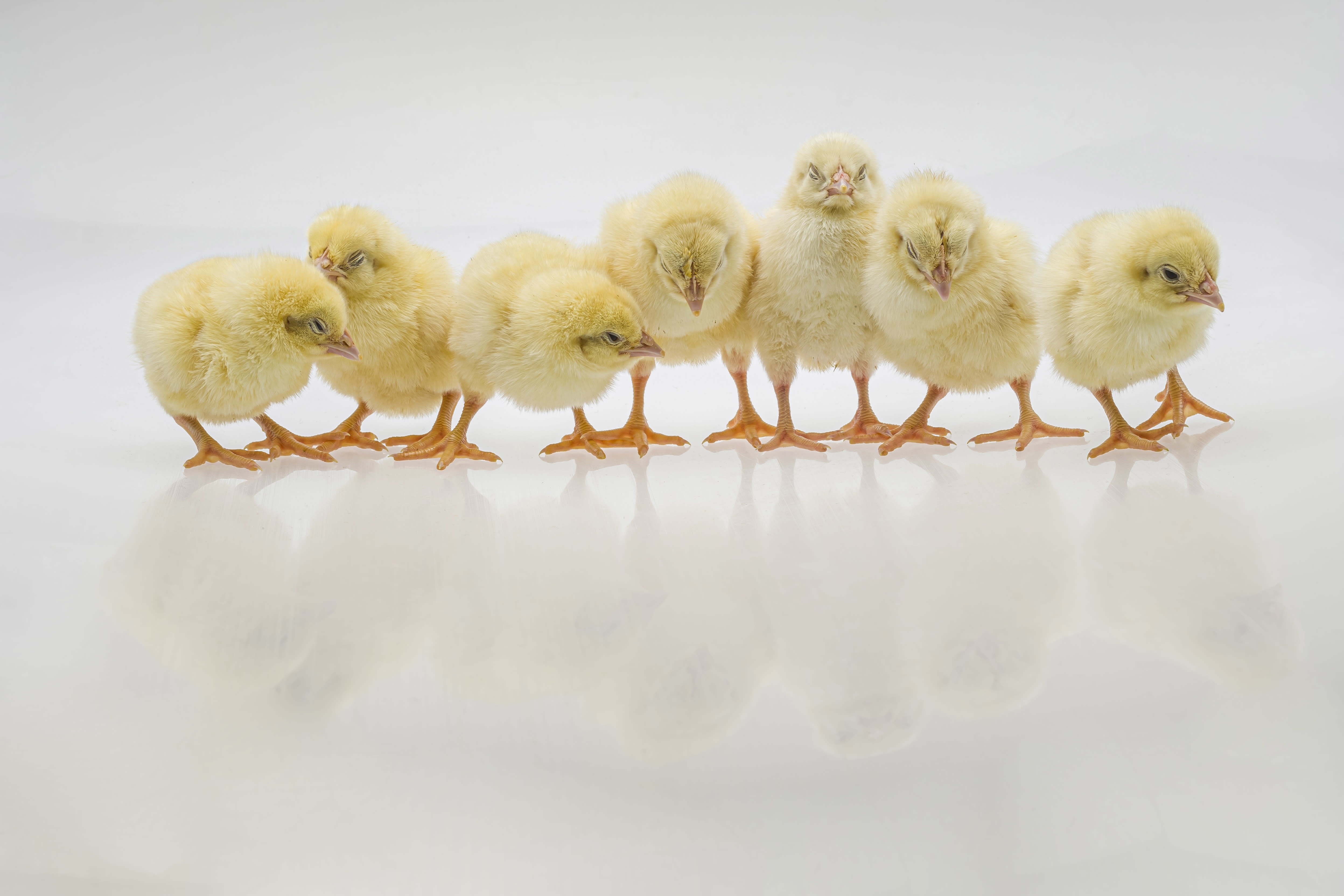 Compton Chicks for Berkshire Women's Aid