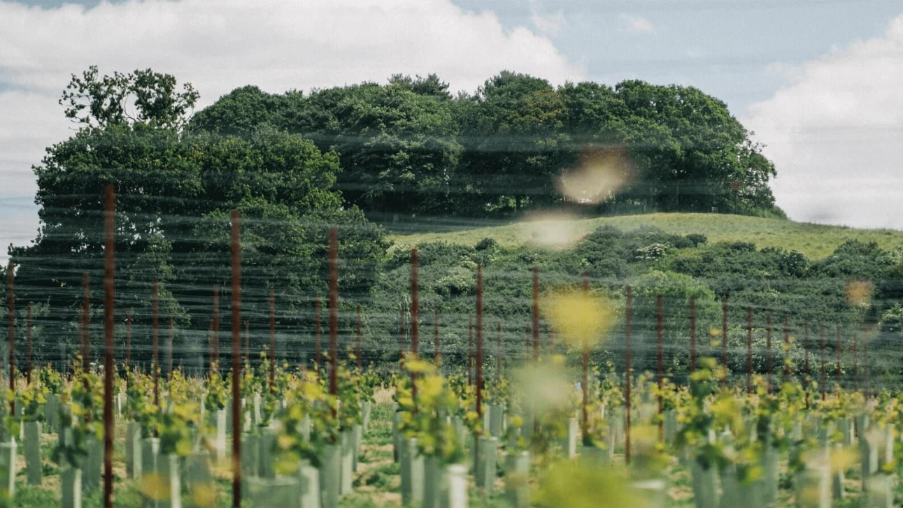 Thornfalcon Winery & Press