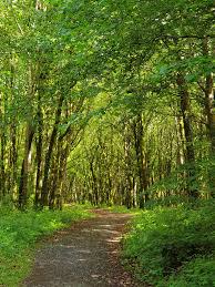 Ossory Forest School